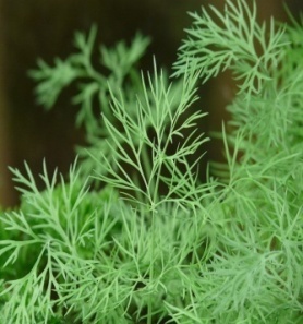 Indian Dill, Dill – BL Herbs India