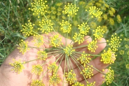 Indian Dill, Dill – BL Herbs India