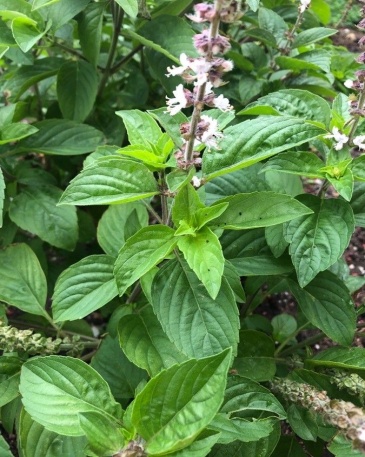 Camphor Basil – BL Herbs India