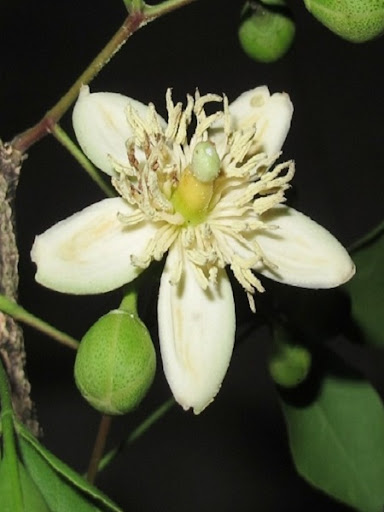 Bael tree – BL Herbs India