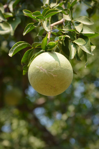 Bael tree – BL Herbs India