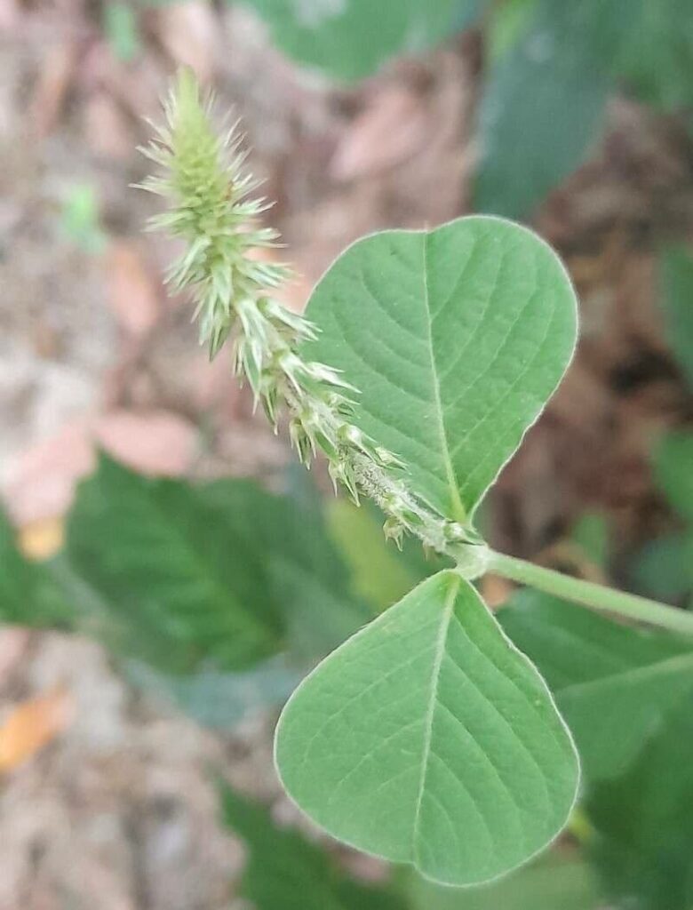 Prickly chaff flower – BL Herbs India